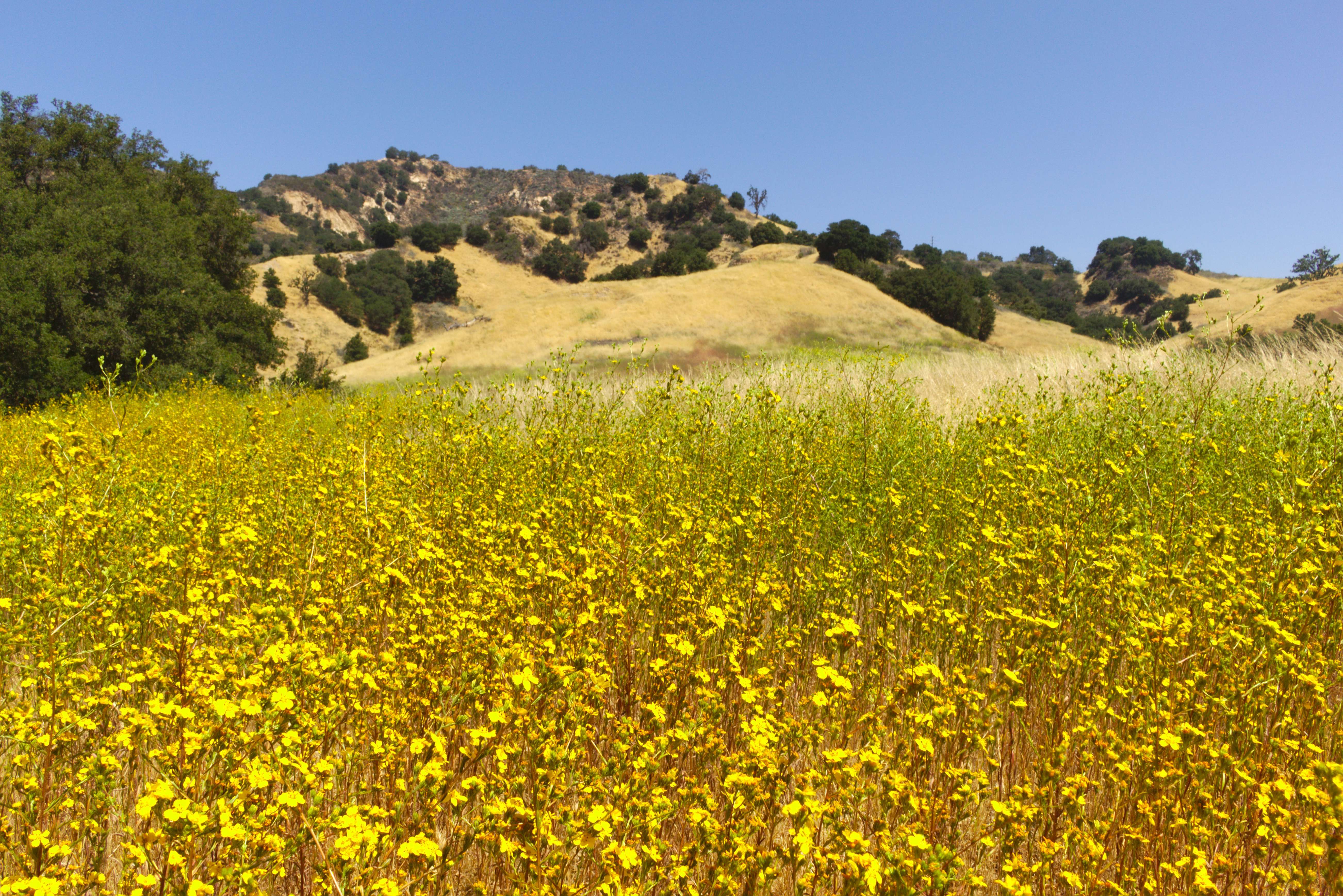 Image of Clustered Moonshine-Daisy