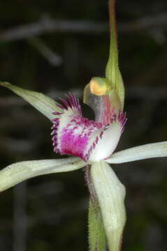 Image of Caladenia colorata D. L. Jones