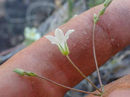 Imagem de Sabulina stolonifera (T. W. Nelson & J. P. Nelson) Dillenb. & Kadereit