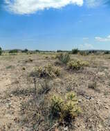 Image of thistle cholla