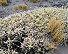 Image of Maihuenia patagonica (Phil) Britton & Rose