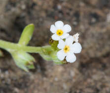 Image of Dwarf Popcorn-Flower