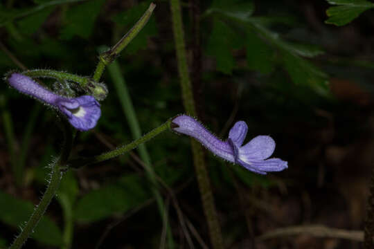 Image of Streptocarpus confusus subsp. confusus