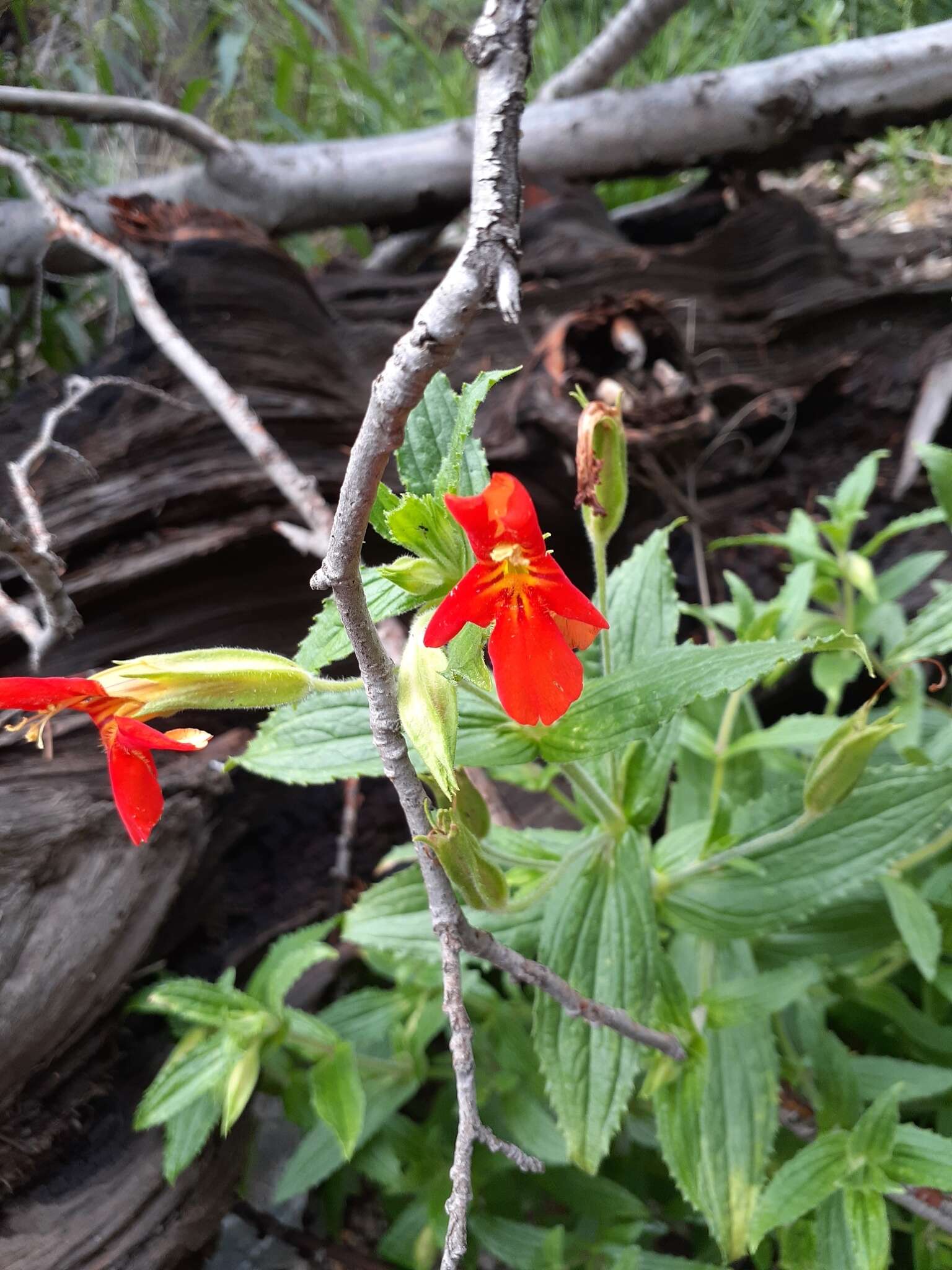 Erythranthe cinnabarina G. L. Nesom resmi