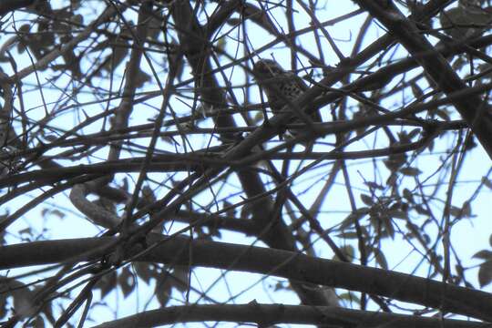 Image of Speckled Piculet