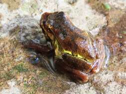 Sivun Dendropsophus luteoocellatus (Roux 1927) kuva