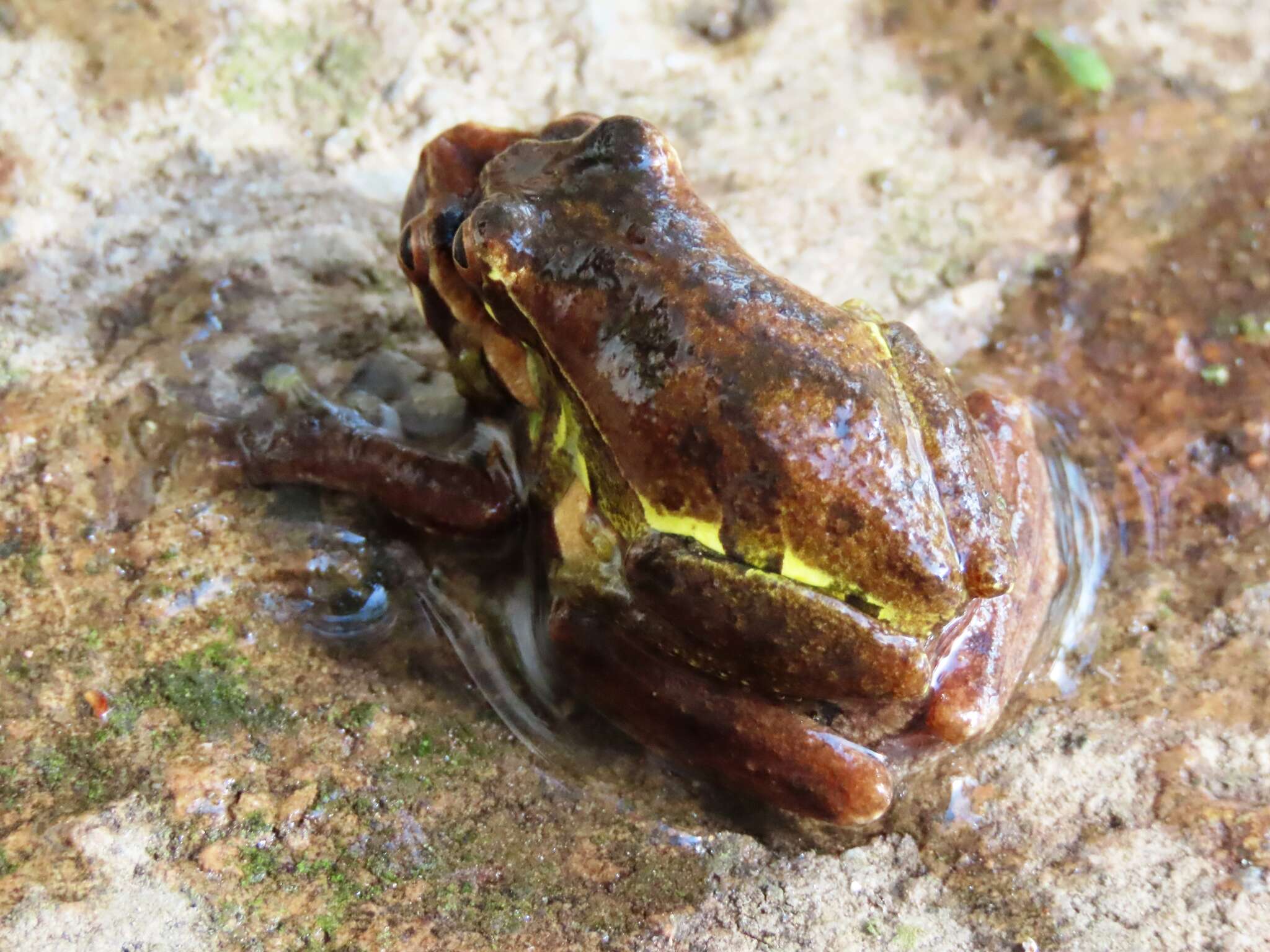 Image de Dendropsophus luteoocellatus (Roux 1927)