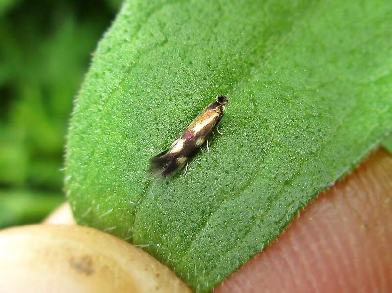 Image of Daisy Bent-wing