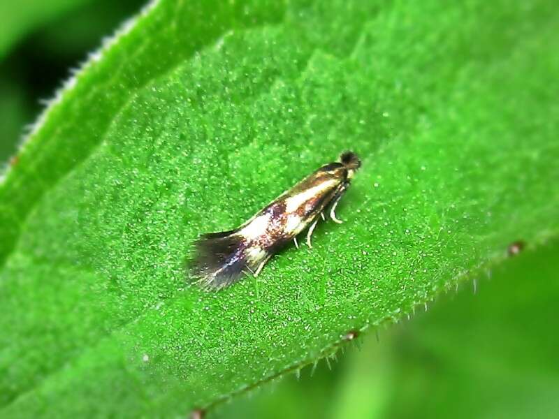 Image of Daisy Bent-wing