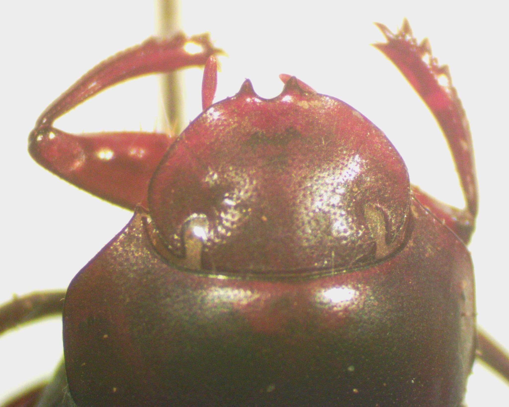 Image of Deltochilum (Deltohyboma) pseudoparile Paulian 1938