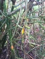 Image of Christmas Cactus