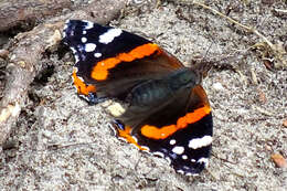 Imagem de Vanessa atalanta Linnaeus 1758