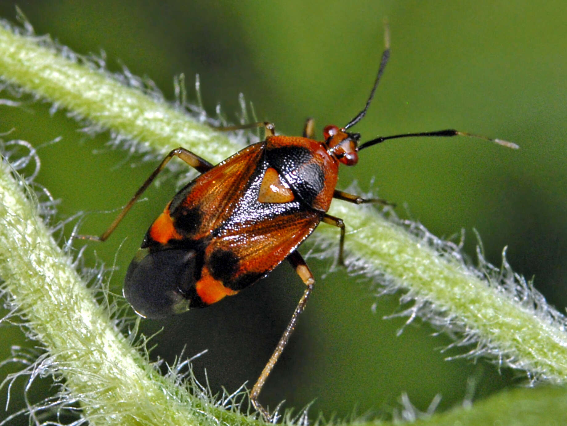 Image of red capsid bug