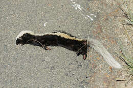 Image of Poecilogale albinucha albinucha (Gray 1864)