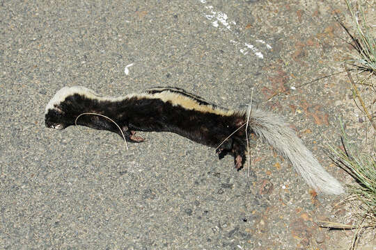 Poecilogale albinucha albinucha (Gray 1864)的圖片