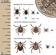 Image de Ixodes scapularis Say 1821