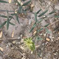 Image of Maerua juncea Pax