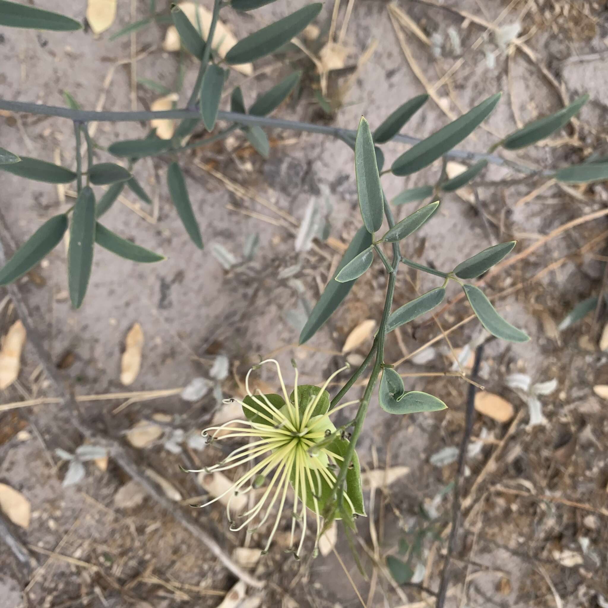 Image of Maerua juncea Pax