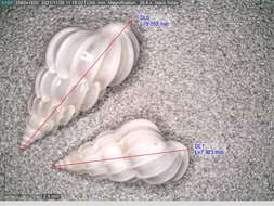 Image de Gyroscala commutata