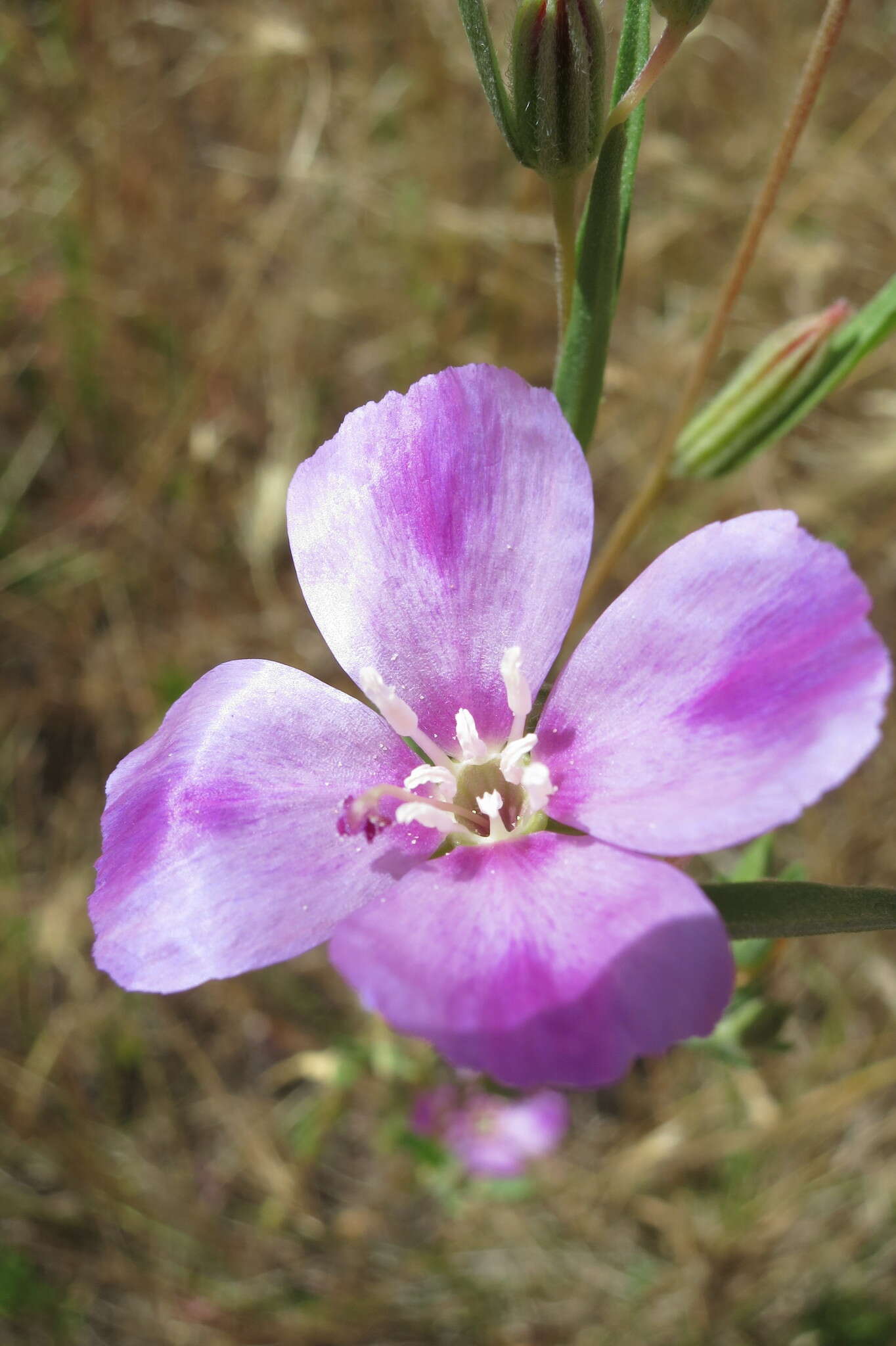 Image of winecup clarkia