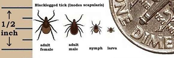 Image de Ixodes scapularis Say 1821