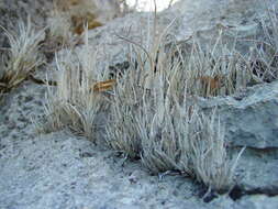 Image of Tillandsia karwinskyana Schult. & Schult. fil.