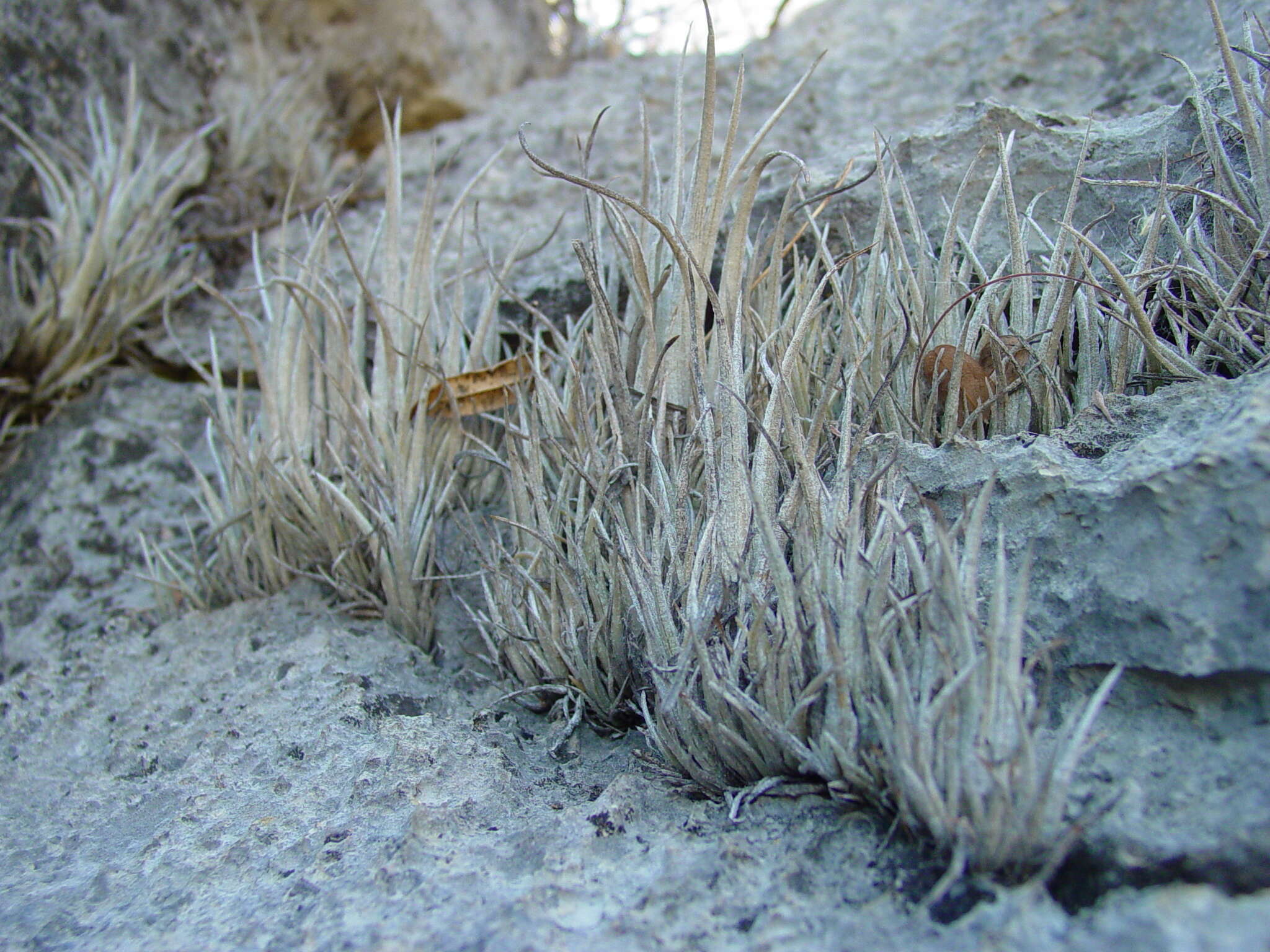 Image of Tillandsia karwinskyana Schult. & Schult. fil.