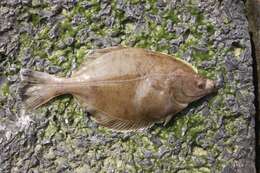 Image of Starry flounders