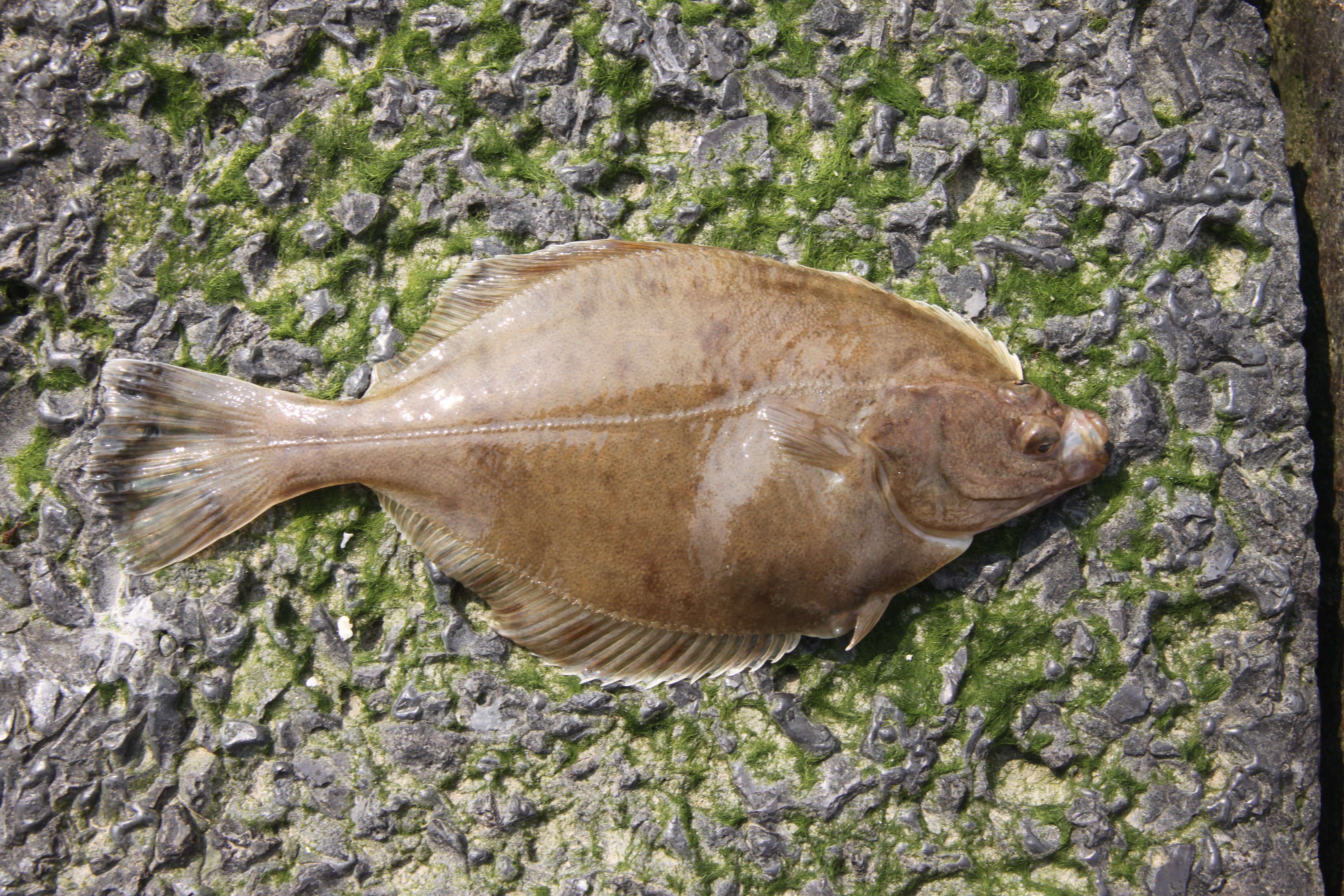 Image of Starry flounders