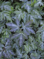 Слика од Anemone nikoensis Maxim.