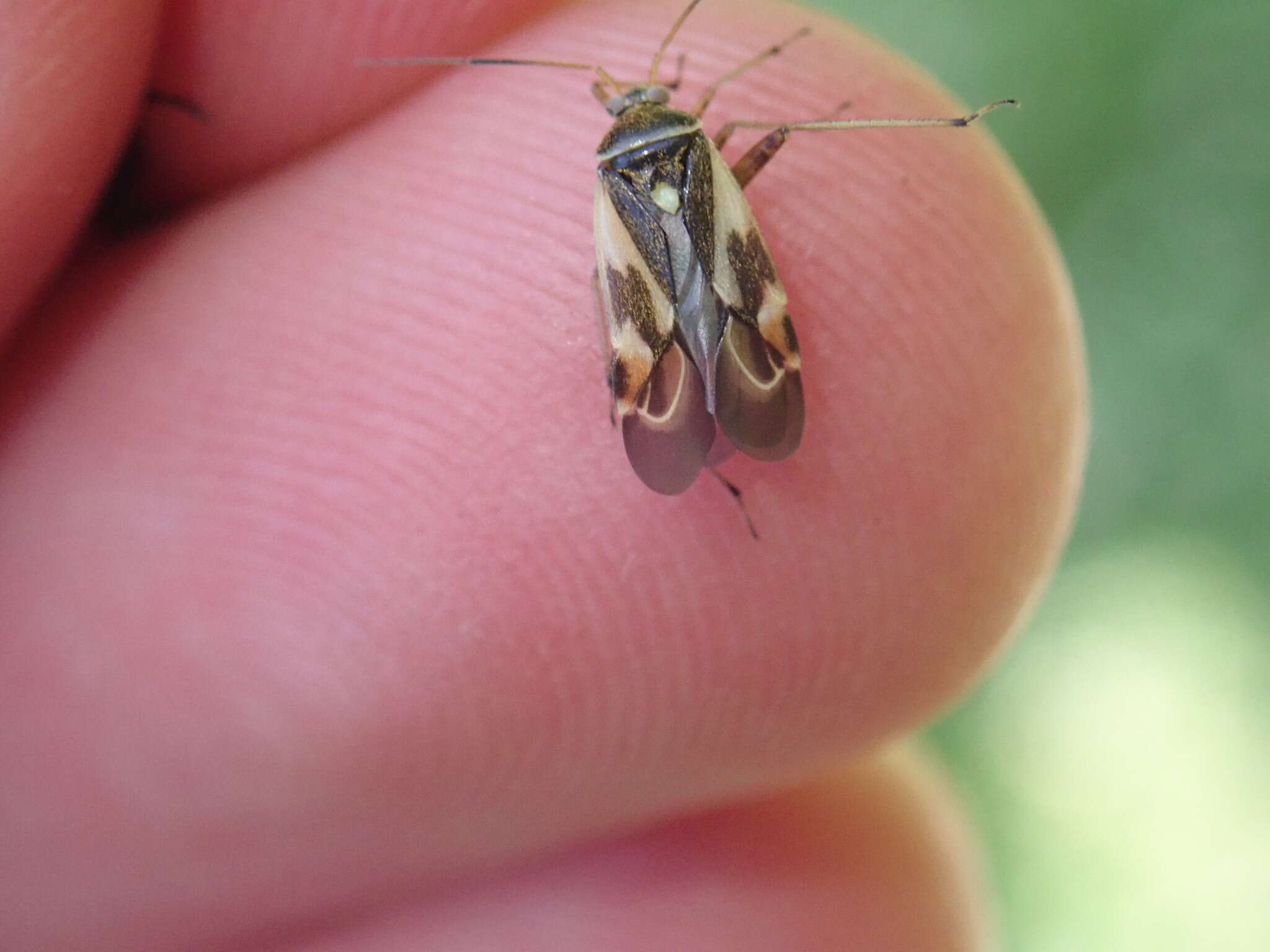 Image of Polymerus unifasciatus (Fabricius 1794)