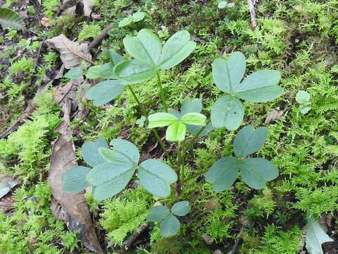 Imagem de Oxalis spiralis G. Don