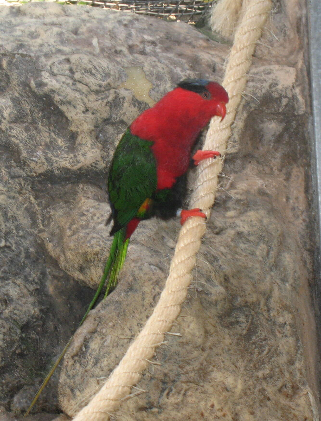 Image of Papuan Lorikeet