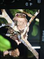 Image of Large Frogmouth