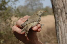 Image of Western Olivaceous Warbler