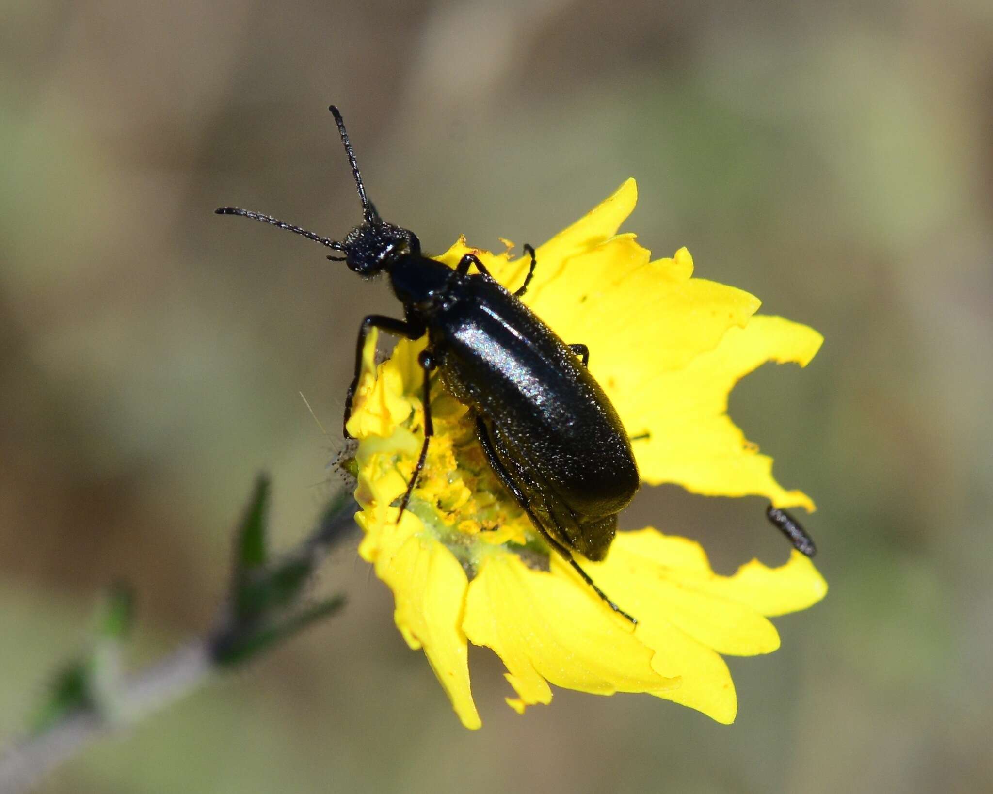 Image of Punctate Blister Beetle