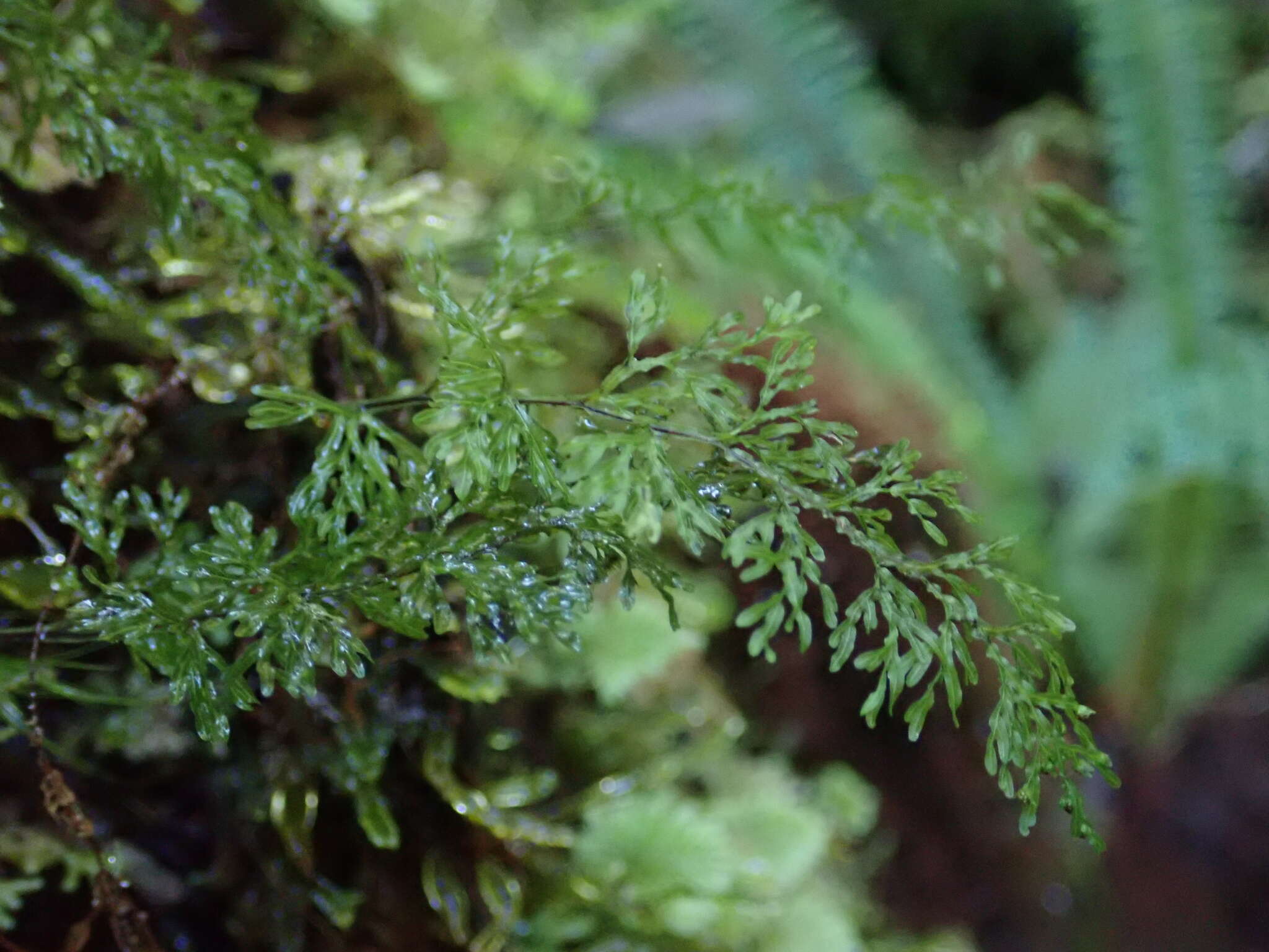 Imagem de Hymenophyllum pluviatile Perrie & Brownsey