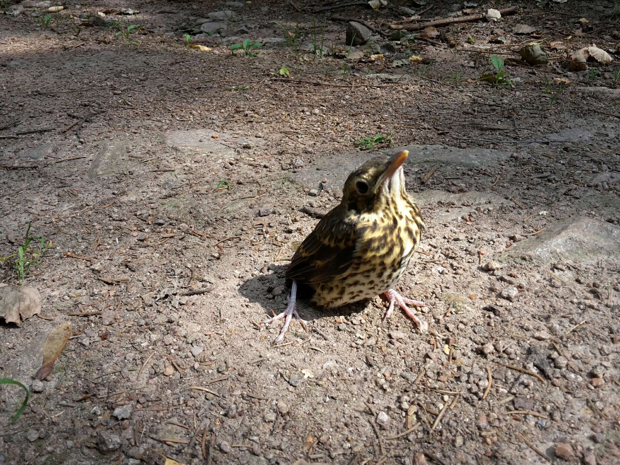 Image of Turdus philomelos philomelos Brehm & CL 1831