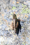 Слика од Melanoplus borealis (Fieber 1853)