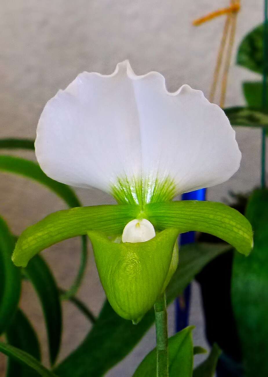 Image de Paphiopedilum charlesworthii (Rolfe) Pfitzer