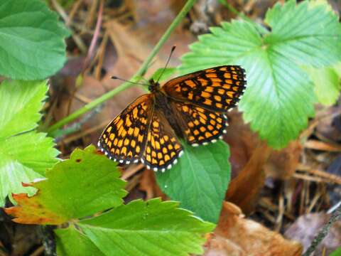 Image of Melitaea athalia