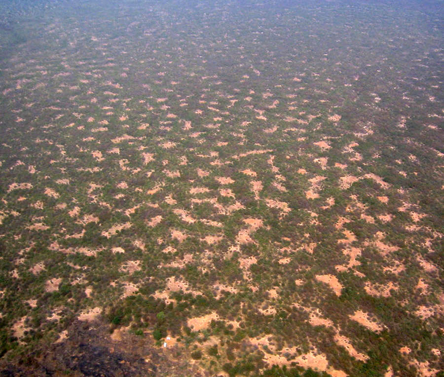 Image of Guiera senegalensis J. F. Gmel.