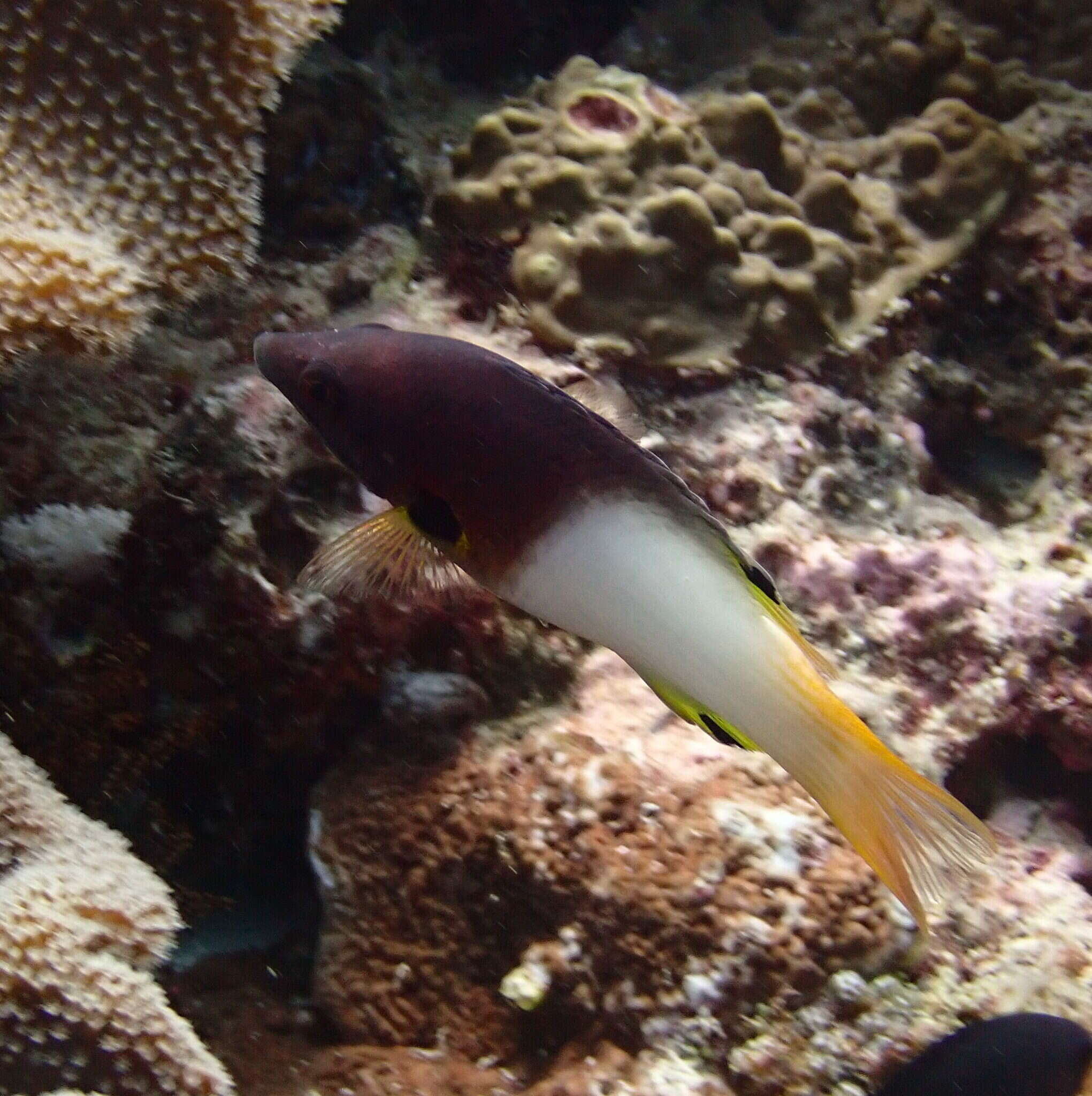 Image of Axil hogfish