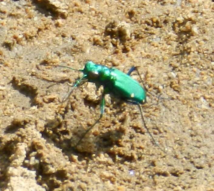 Image of Six Spotted Tiger Beetle