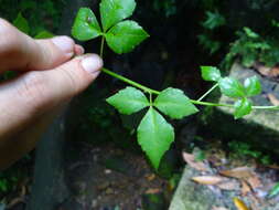 Image of Eleutherococcus trifoliatus var. trifoliatus