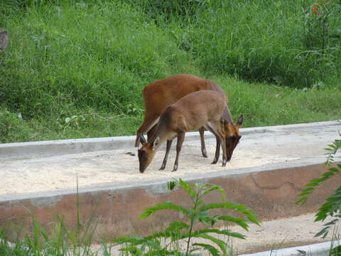 Image of Barking Deer