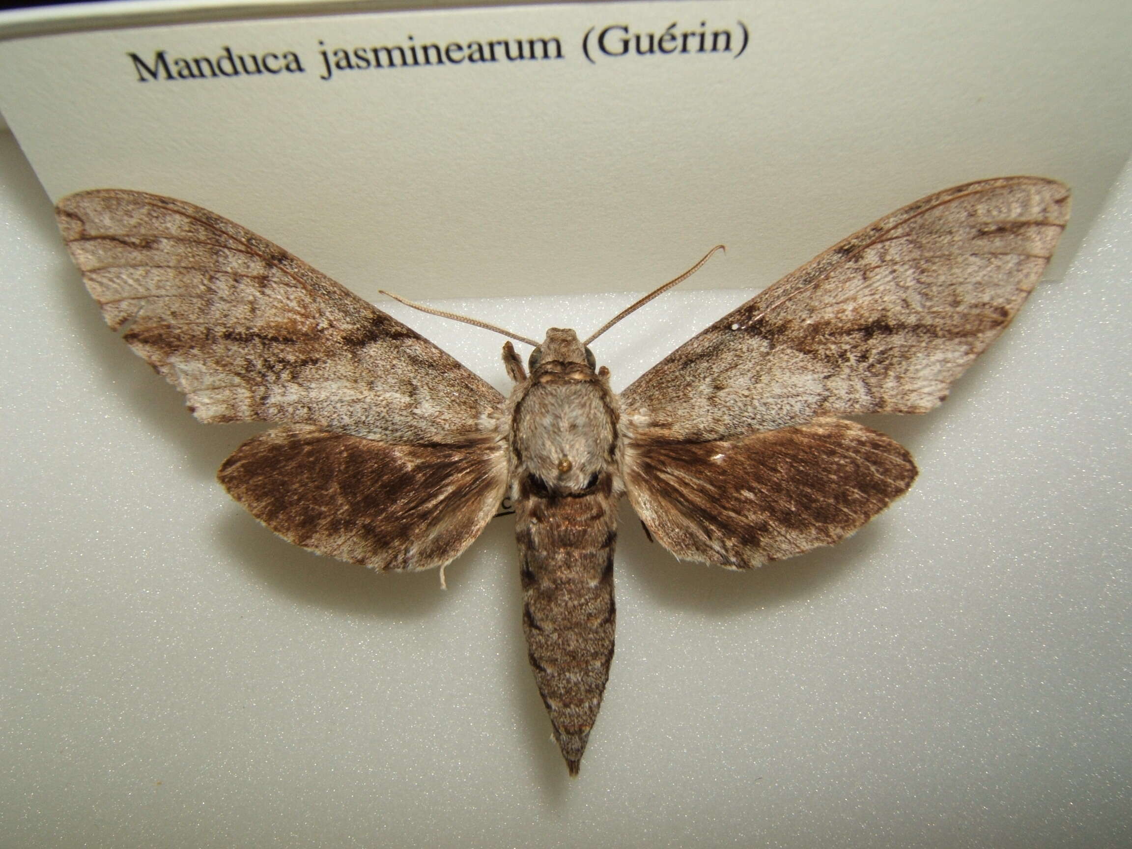 Image de Manduca jasminearum (Guérin-Méneville (1832))
