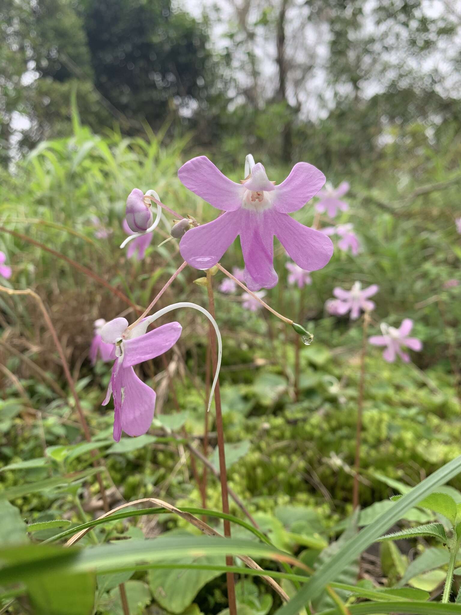 Impatiens scapiflora Heyne resmi