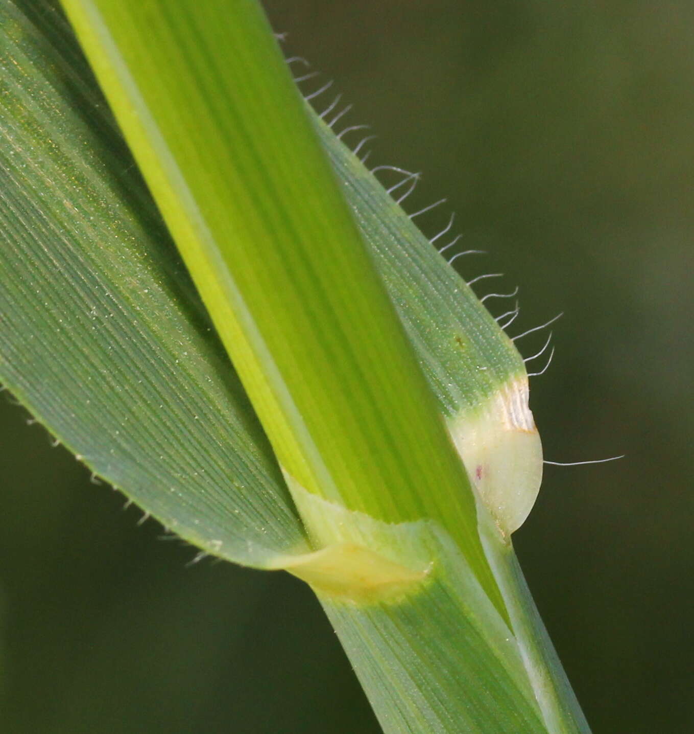 Image of wild oat