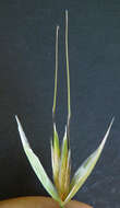 Image of wild oat